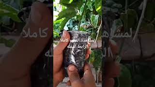 اكثار الباشن فروت بواسطة العقل المغرب maroc morocco turkey shortsvideo passifloraالمسفلورة [upl. by Isabel]