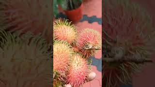 Rambutan [upl. by Eiramanna]