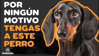 DACHSHUND 7 RAZONES PARA NO TENERLO [upl. by Jemmie]