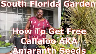 South Florida Garden  Free Callaloo AKA Amaranth Seeds  How To Get Them [upl. by Llechtim]