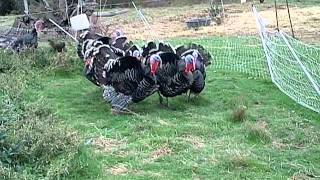 Tomales turkeys gobble back [upl. by Thompson146]