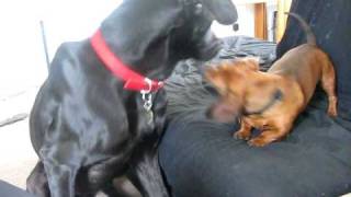 Emmitt Thunderpaws plays with Hank the Dachshund [upl. by Missak791]