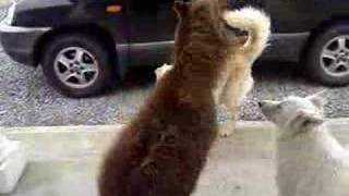 German Shepherds playing with Falabella Horse [upl. by Dyol]