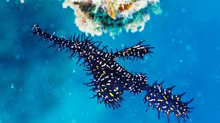 Hamelida Ghost Pipefish and its Masterful Camouflage [upl. by Arliene]