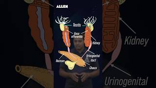 Male Reproductive System of Frog – Drop Your Answer in the Comments shorts [upl. by Holman]