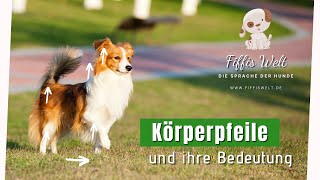 Körpersprache Hund  Körperpfeile und ihre Bedeutung [upl. by Atoiganap]