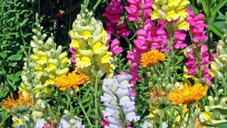 Amazing and Most Beautiful Snapdragon Flowers  Antirrhinum Flowers [upl. by Uni]