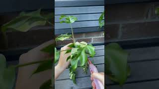 Propagating Variegated Rhaphidophora Tetrasperma indoorplants propagation rareplants [upl. by Ynahpets980]