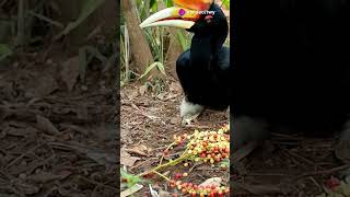 Features of hornbill bird trending feedfeed birdspecies viralshorts shortsfeed shorts feed [upl. by Kevin468]