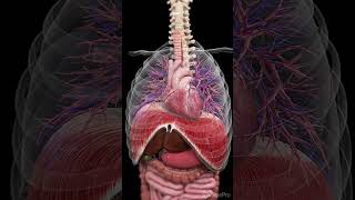 How Your Body Moves Inside From Heartbeats to Digestion medical anatomy science [upl. by Aimet]