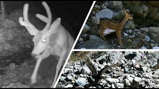 Wild Animal Highlights  Trail Cam  June 28  July 5 2024 [upl. by Ahasuerus]