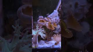 Feeding Palythoa Coral feat Zombie SnailColin the Shrimp coral love reefkeeping life aquarium [upl. by Vtarj]