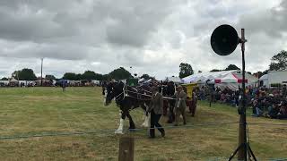 Shires hauling a Shropshire waggon [upl. by Ocir]