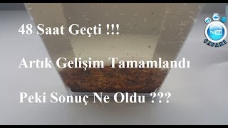 Sihirli Balık Killifish Finish 48 Saat Sonra Tamamlandı [upl. by Auqinihs213]