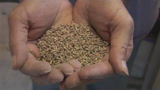 How To Mix Quail Feeds [upl. by Airamas]