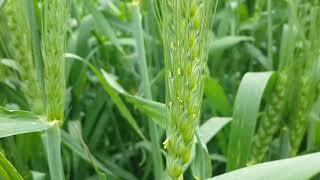 Beautiful Punjab Countryside  Wheat Crops Fields  ApnaPunjabAe [upl. by Kenwood662]