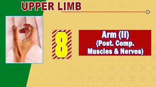 08 Arm II Posterior compartment Muscles amp Nerves [upl. by Ddarb]