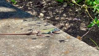 Texas Spotted Whiptail Lizard [upl. by Henderson]