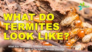 What Are Termites What Do Termites Look Like [upl. by Adnek702]