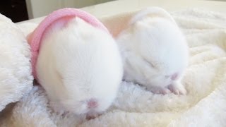 Cute baby bunnies in bunny hideaways [upl. by Livvy]