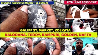 Kalodana Teddy Saharanpuri Pigeon Seller  Galiff Street Biggest Kabooter Market  11th June 2023 [upl. by Kronfeld175]