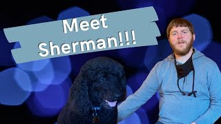 Pet Sitting for Coasting FI income Meet Sherman [upl. by Acinomahs811]