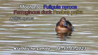 Moorente  Fuligule nyroca  Ferruginous duck  Pasbaş patka Aythya nyroca [upl. by Faustena245]