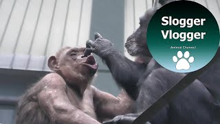 Chimpanzee Enjoys Getting Her Nose Picked [upl. by Iaw281]