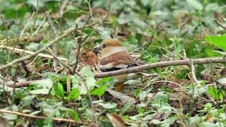 Hawfinches in Cumbria  March 2024  Record Clips [upl. by Heilner]