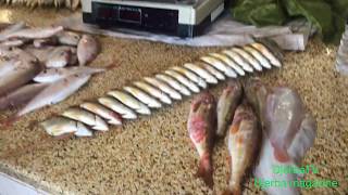 Djerba ✅ quot Marché de poissons  Houmt Soukquot une émission exclusive de DjerbaTV [upl. by Krilov]