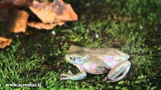 Litoria caerulea Raganella di White Raganella verde australiana Australian Green Tree Frog [upl. by Atnwahs]