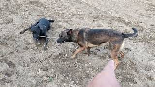 Belgian Malinois vs Dutch Shepherds vlog [upl. by Lumbard837]