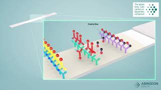 See how a lateral flow immunoassay works [upl. by Eiramnna]