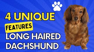 4 Unique Qualities Of Long Haired Dachshunds [upl. by Lhok209]