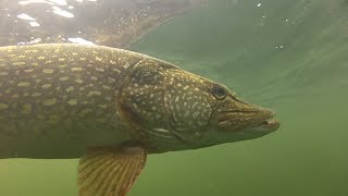 How to catch big pike and perch with Matt Hayes [upl. by Nestor]