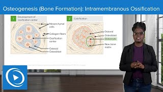 Osteogenesis Bone Formation Intramembranous Ossification – Physiology  Lecturio Nursing [upl. by Adnara]