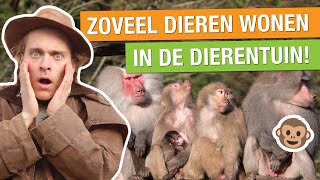 ALLE DIEREN IN DE DIERENTUIN TELLEN BINNEN 24 UUR 😱🐒  Op pad met Niels 27 [upl. by Ahsoik]