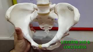 BONY PELVIS PART1 BY DR MITESH DAVE [upl. by Skerl]