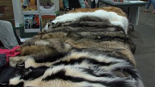 Northwestern Fur Trappers hold annual trapping convention [upl. by Enaasiali]