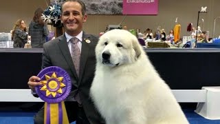 THE PYRENEAN MOUNTAIN DOG  DANGEROUS OR PROTECTOR  Great Pyrenees [upl. by Mauldon]