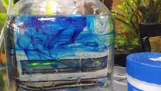 Angelfish Fry day One  Egg Treatment [upl. by Annawahs]