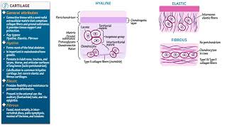 Cartilage Types amp Growth 2022 [upl. by Euqinemod416]
