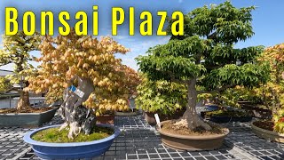 Bonsai Plaza  part 1 [upl. by Dailey]