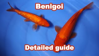 Benigoi Koi Fish Variety – selection information KOI GUIDE [upl. by Johns]