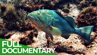 Changing Seas  Our Oceans in Peril  Full Season  Free Documentary Nature [upl. by Oneill]