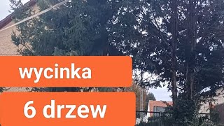 wycinką drzew  arborysta [upl. by Okomom]