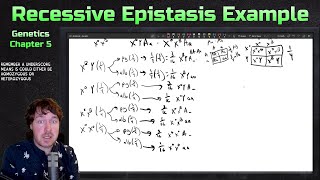 Recessive Epistasis and XLinkage Example Problem  Genetics [upl. by Hotze306]