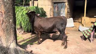 Fleckvieh baby fleckvieh cow bangladesh bull farming brahmanbd [upl. by Mcdade]