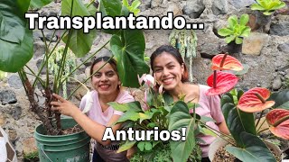 Trasplante de ANTURIOS 👩‍🌾 Así cuidamos nuestros Anturios [upl. by Christoper439]