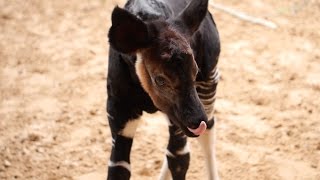 Meet Baby Okapi Miraq [upl. by Mccutcheon]